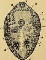 An illustration from Diagnostic methods, chemical, bacteriological and microscopical : a text-book for students and practitioners / by Ralph W. Webster ; with 37 colored plates and 164 other illustrations. (1909)