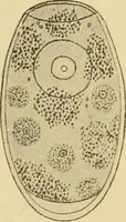 An illustration from Diagnostic methods, chemical, bacteriological and microscopical : a text-book for students and practitioners / by Ralph W. Webster ; with 37 colored plates and 164 other illustrations. (1909)