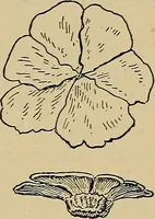 An illustration from Atlas and epitome of traumatic fractures and dislocations / by H. Helferich ; auth. tr. from the German, ed. by Joseph C. Bloodgood. (1902)