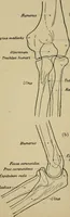 An illustration from Atlas and epitome of traumatic fractures and dislocations / by H. Helferich ; auth. tr. from the German, ed. by Joseph C. Bloodgood. (1902)