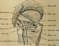 An illustration from Atlas and epitome of traumatic fractures and dislocations / by H. Helferich ; auth. tr. from the German, ed. by Joseph C. Bloodgood. (1902)