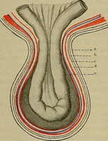 An illustration from Modern surgery, general and operative / by John Chalmers DaCosta. (1914)