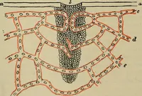 An illustration from Modern surgery, general and operative / by John Chalmers DaCosta. (1914)