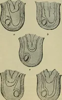 An illustration from Modern surgery, general and operative / by John Chalmers DaCosta. (1914)