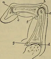 An illustration from Modern surgery, general and operative / by John Chalmers DaCosta. (1914)