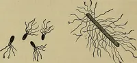 An illustration from Modern surgery, general and operative / by John Chalmers DaCosta. (1914)