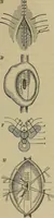 An illustration from Modern surgery, general and operative / by John Chalmers DaCosta. (1914)