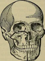 An illustration from Modern surgery, general and operative / by John Chalmers DaCosta. (1914)