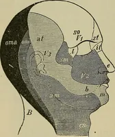 An illustration from Modern surgery, general and operative / by John Chalmers DaCosta. (1914)