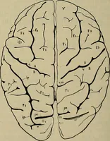 An illustration from Modern surgery, general and operative / by John Chalmers DaCosta. (1914)