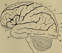 An illustration from Modern surgery, general and operative / by John Chalmers DaCosta. (1914)