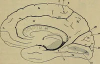 An illustration from Modern surgery, general and operative / by John Chalmers DaCosta. (1914)
