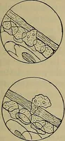 An illustration from Modern surgery, general and operative / by John Chalmers DaCosta. (1914)