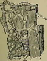 An illustration from Modern surgery, general and operative / by John Chalmers DaCosta. (1914)