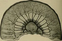 An illustration from Modern surgery, general and operative / by John Chalmers DaCosta. (1914)
