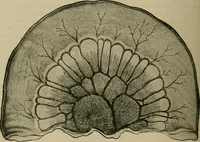 An illustration from Modern surgery, general and operative / by John Chalmers DaCosta. (1914)