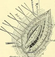 Picture 358 of 481 from Modern surgery, general and operative / by John Chalmers Da Costa. (1907), leaf 1008
