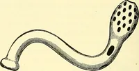 An illustration from Modern surgery, general and operative / by John Chalmers Da Costa. (1907)