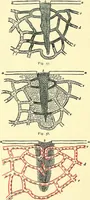 An illustration from Modern surgery, general and operative / by John Chalmers Da Costa. (1907)