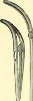 Picture 444 of 481 from Modern surgery, general and operative / by John Chalmers Da Costa. (1907), leaf 1200