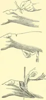 An illustration from Modern surgery, general and operative / by John Chalmers Da Costa. (1907)