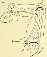 Picture 458 of 481 from Modern surgery, general and operative / by John Chalmers Da Costa. (1907), leaf 1235