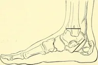Picture 470 of 481 from Modern surgery, general and operative / by John Chalmers Da Costa. (1907), leaf 1244