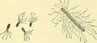 Picture 3 of 481 from Modern surgery, general and operative / by John Chalmers Da Costa. (1907), leaf 23