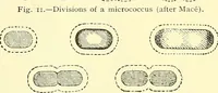 Picture 5 of 481 from Modern surgery, general and operative / by John Chalmers Da Costa. (1907), leaf 26