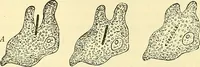 Picture 7 of 481 from Modern surgery, general and operative / by John Chalmers Da Costa. (1907), leaf 43