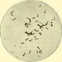 Picture 10 of 481 from Modern surgery, general and operative / by John Chalmers Da Costa. (1907), leaf 52