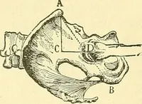 Picture 162 of 481 from Modern surgery, general and operative / by John Chalmers Da Costa. (1907), leaf 531