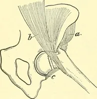 Picture 167 of 481 from Modern surgery, general and operative / by John Chalmers Da Costa. (1907), leaf 536