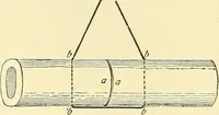 Picture 209 of 481 from Modern surgery, general and operative / by John Chalmers Da Costa. (1907), leaf 637