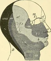 An illustration from Modern surgery, general and operative / by John Chalmers Da Costa. (1907)