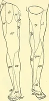An illustration from Modern surgery, general and operative / by John Chalmers Da Costa. (1907)