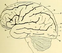 Picture 245 of 481 from Modern surgery, general and operative / by John Chalmers Da Costa. (1907), leaf 705