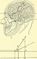 Picture 252 of 481 from Modern surgery, general and operative / by John Chalmers Da Costa. (1907), leaf 708
