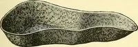 Picture 30 of 481 from Modern surgery, general and operative / by John Chalmers Da Costa. (1907), leaf 77