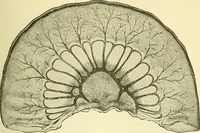 Picture 282 of 481 from Modern surgery, general and operative / by John Chalmers Da Costa. (1907), leaf 835