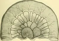 Picture 283 of 481 from Modern surgery, general and operative / by John Chalmers Da Costa. (1907), leaf 835