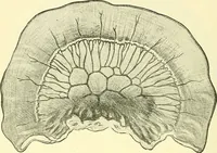 Picture 284 of 481 from Modern surgery, general and operative / by John Chalmers Da Costa. (1907), leaf 836