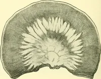 Picture 285 of 481 from Modern surgery, general and operative / by John Chalmers Da Costa. (1907), leaf 836
