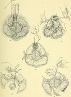 An illustration from Modern surgery, general and operative / by John Chalmers Da Costa. (1907)