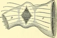 Picture 296 of 481 from Modern surgery, general and operative / by John Chalmers Da Costa. (1907), leaf 946