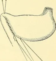 An illustration from Modern surgery, general and operative / by John Chalmers Da Costa. (1907)