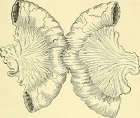 Picture 314 of 481 from Modern surgery, general and operative / by John Chalmers Da Costa. (1907), leaf 961