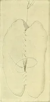 Picture 321 of 481 from Modern surgery, general and operative / by John Chalmers Da Costa. (1907), leaf 967