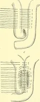 Picture 341 of 481 from Modern surgery, general and operative / by John Chalmers Da Costa. (1907), leaf 982
