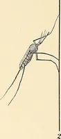 An illustration from The malarial fevers, haemoglobinuric fever and the blood protozoa of man / by Charles F. Craig ; illustrated by four colored plates, twenty-five clinical charts, and twenty-eight photomicrographs and drawings. (1909)